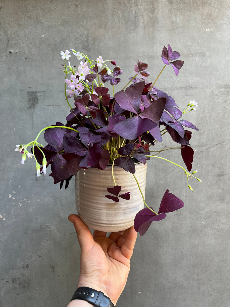 Oxalis Triangularis-1