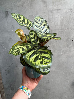 Calathea Makoyana-7