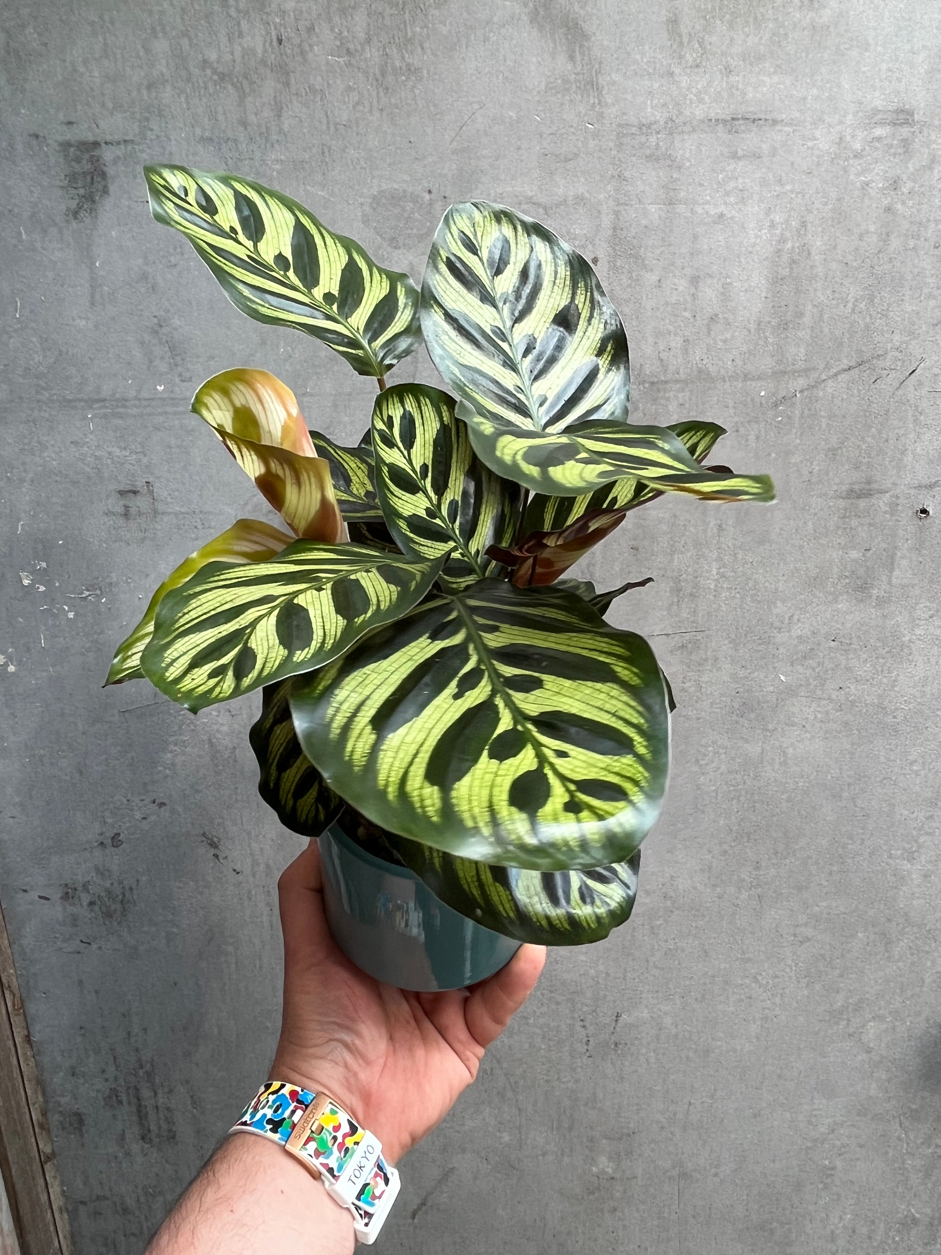 Calathea Makoyana-7
