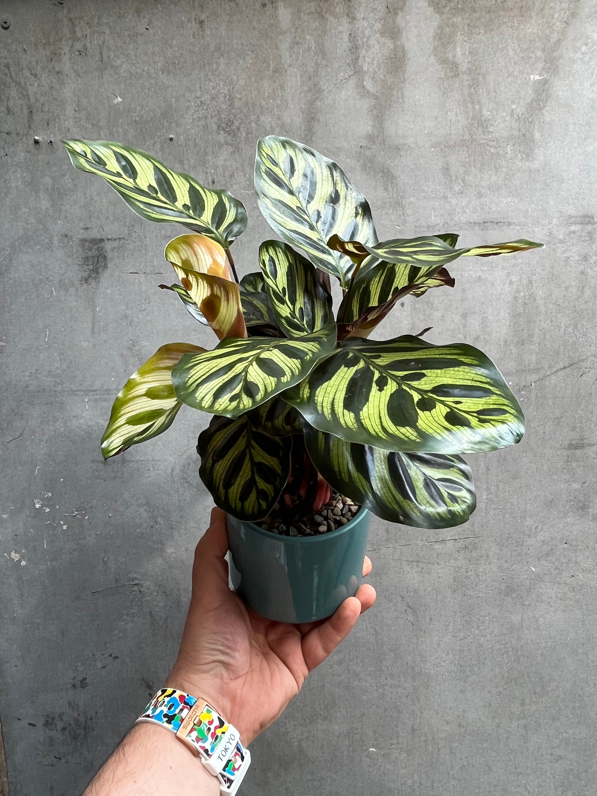 Calathea Makoyana-2