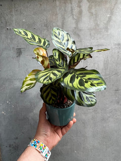 Calathea Makoyana-2