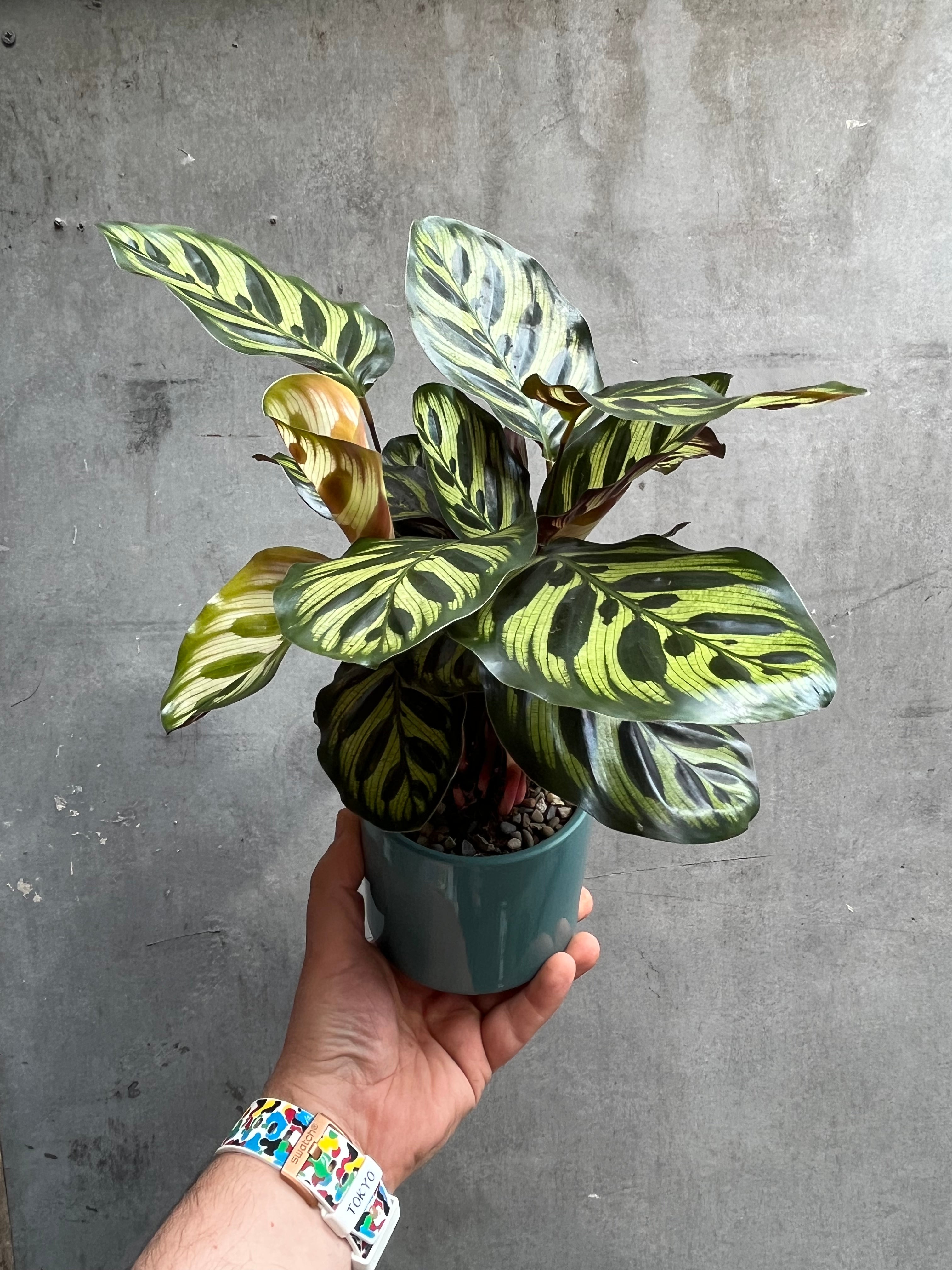Calathea Makoyana