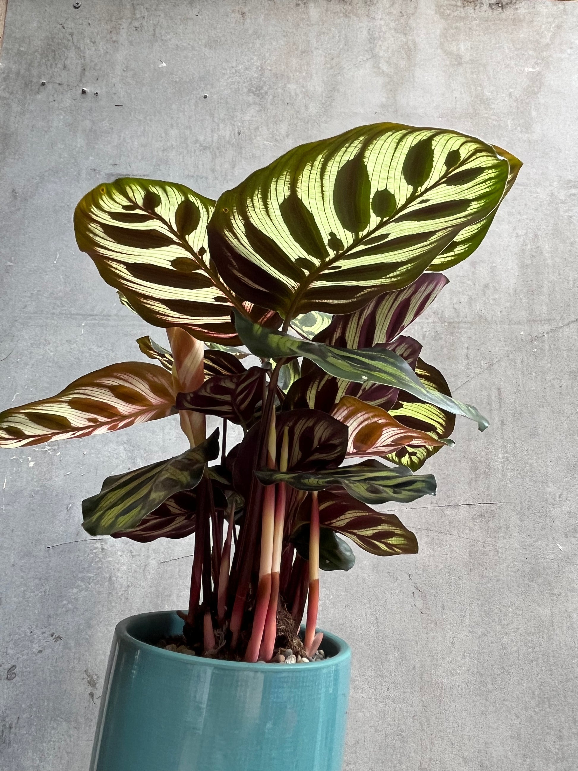 Calathea Makoyana-3