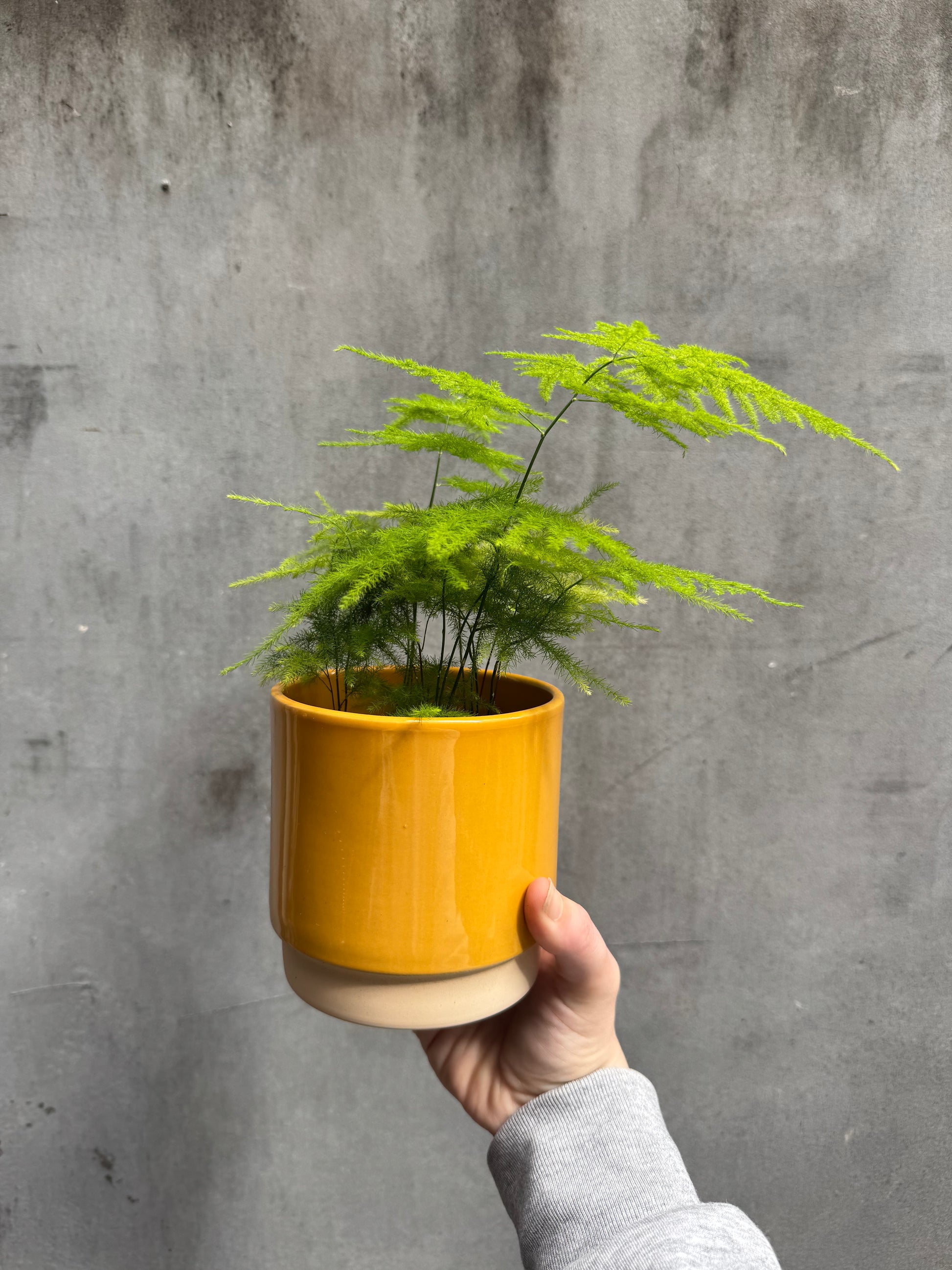 Eno Pots-8
