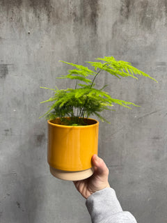 Eno Pots-8