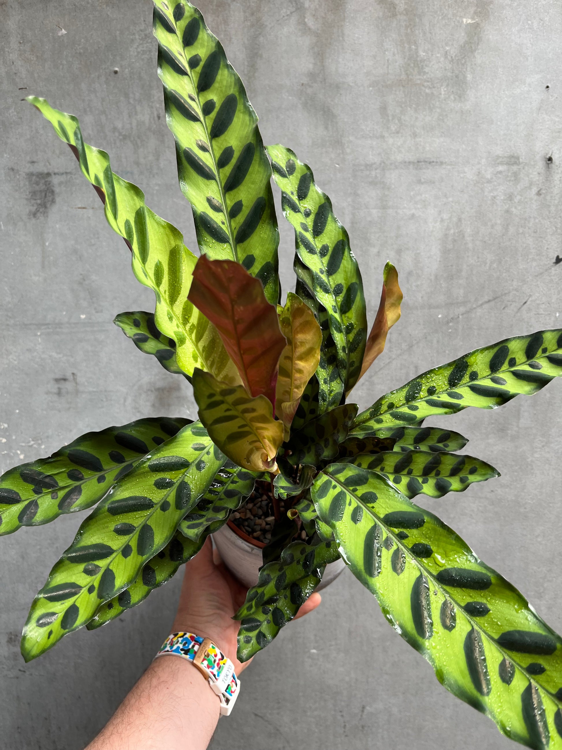 Rattlesnake Calathea-1
