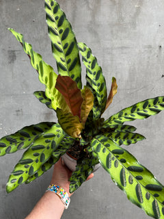 Rattlesnake Calathea-1