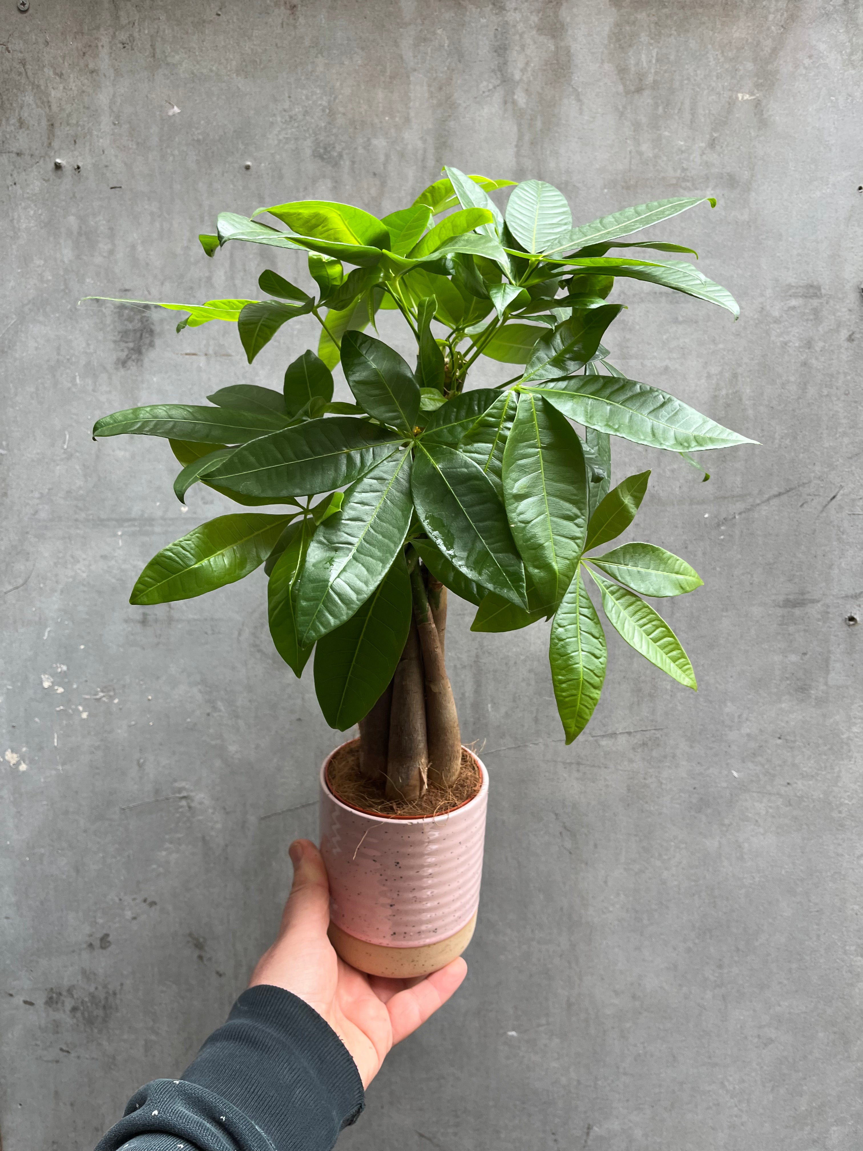 Pachira Aquatica