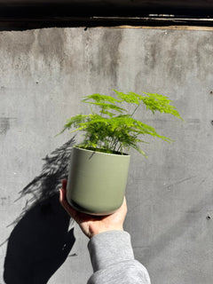 Lisbon Planter-3