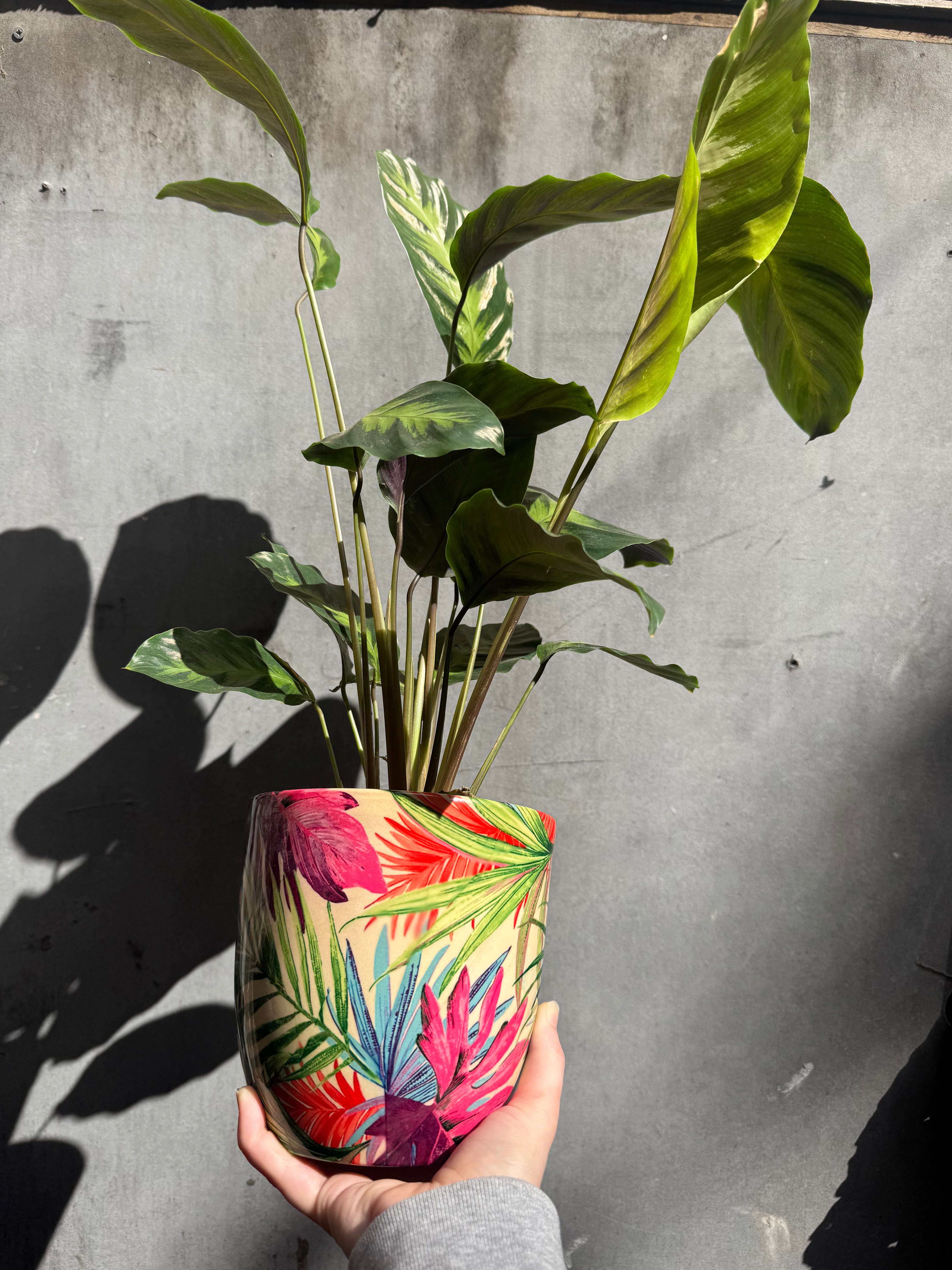 Monza Tropical Fuchsia Planter-3