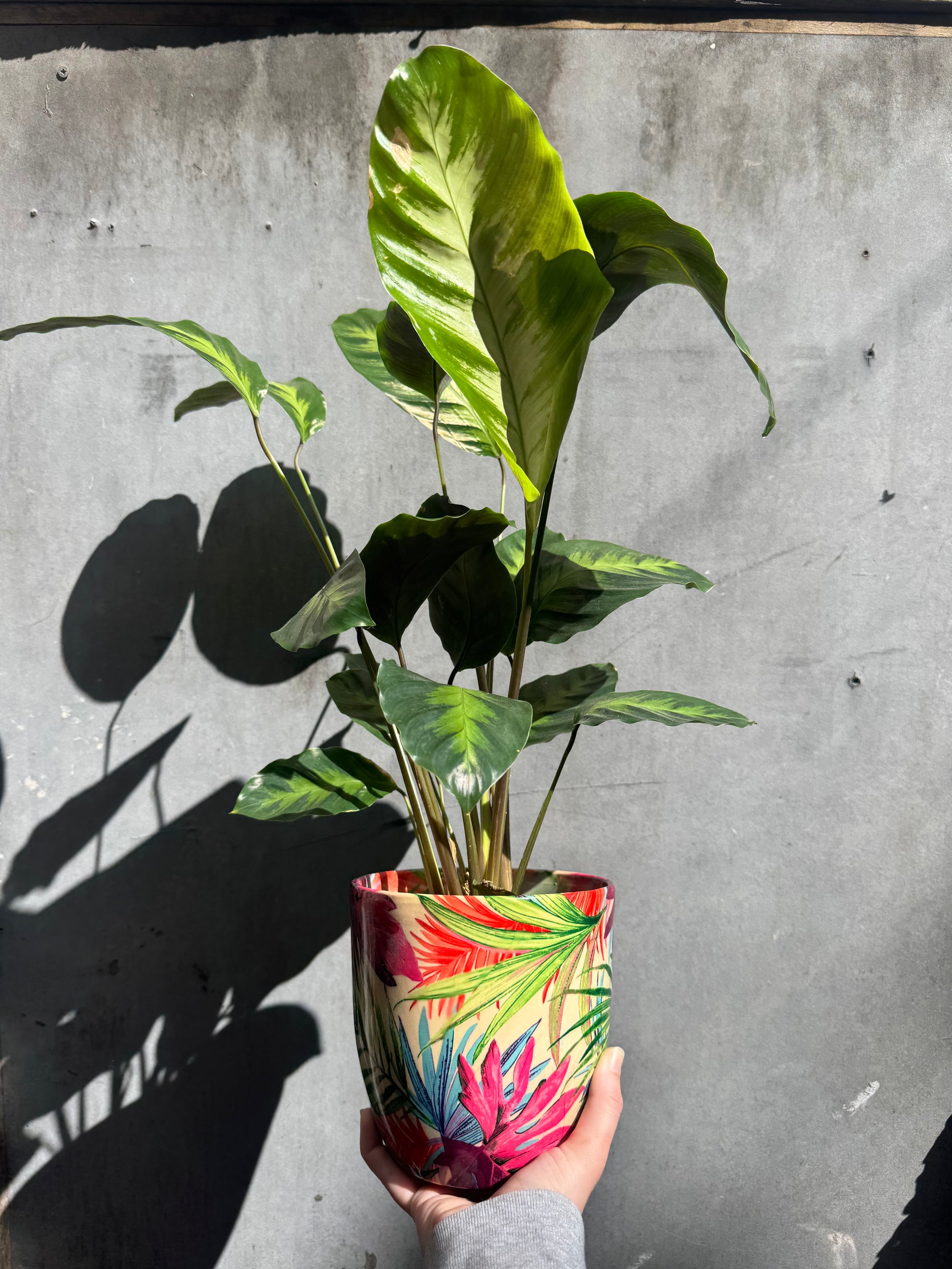 Monza Tropical Fuchsia Planter-2