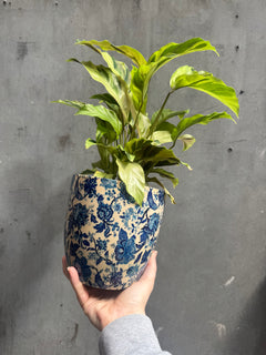 Monza Vintage Blue Planter-2