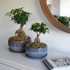 Sapphire Round Reactive Glaze Bonsai Planter Set of 2-1