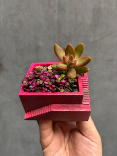 Custom Steps Planter-2