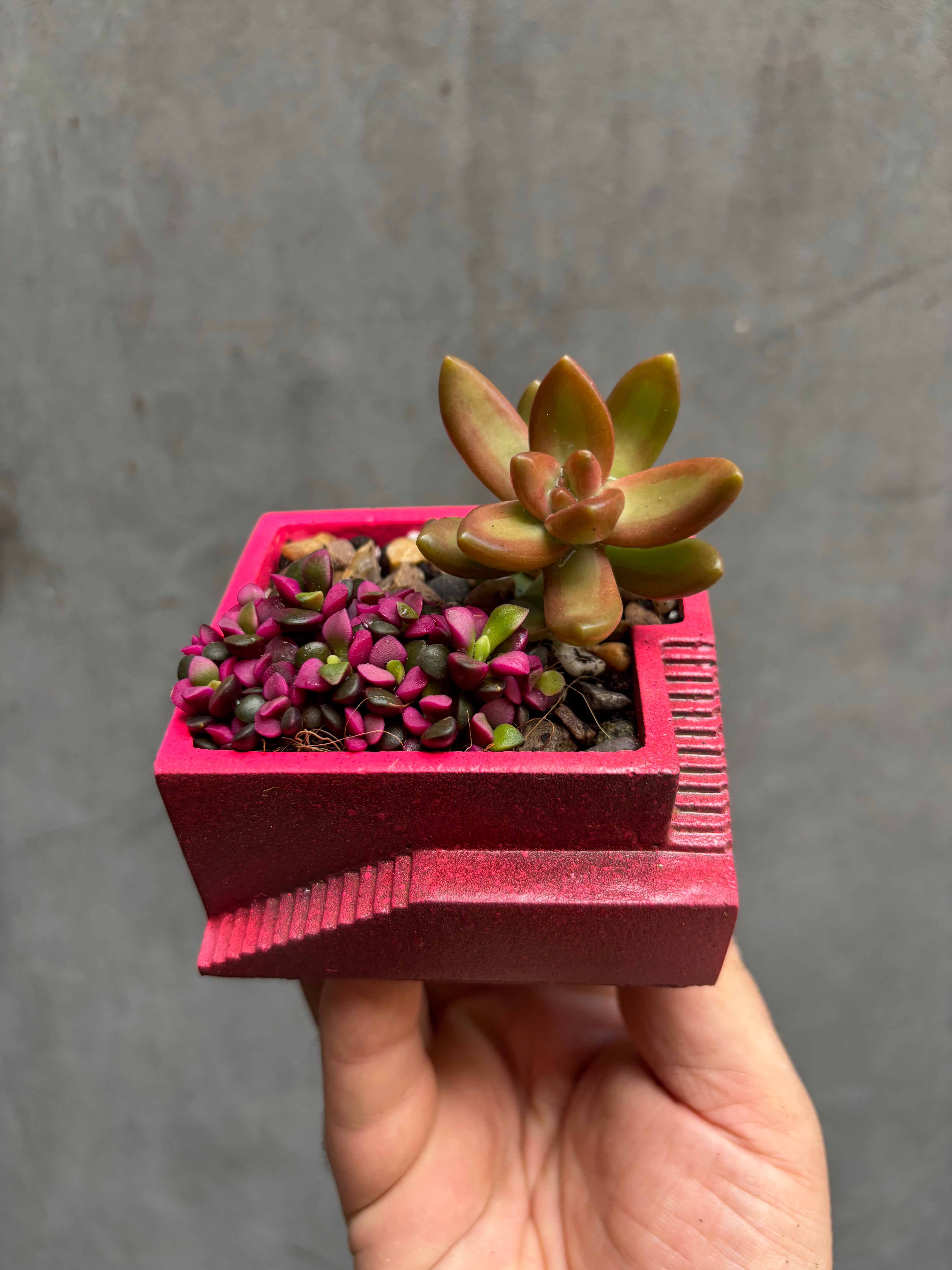 Custom Steps Planter