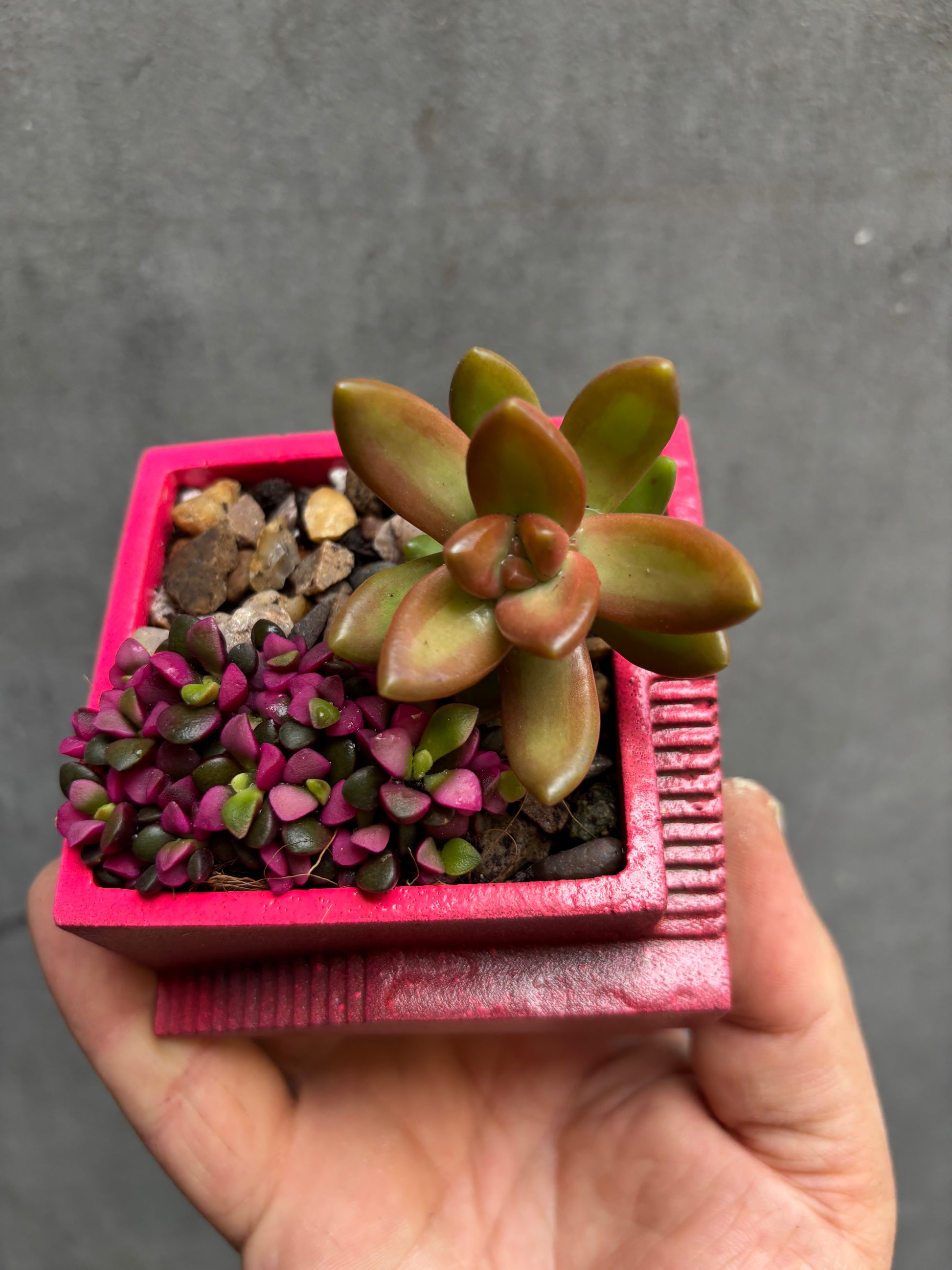 Custom Steps Planter-13