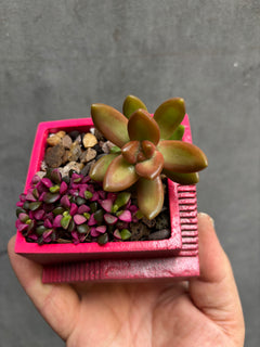 Custom Steps Planter-13