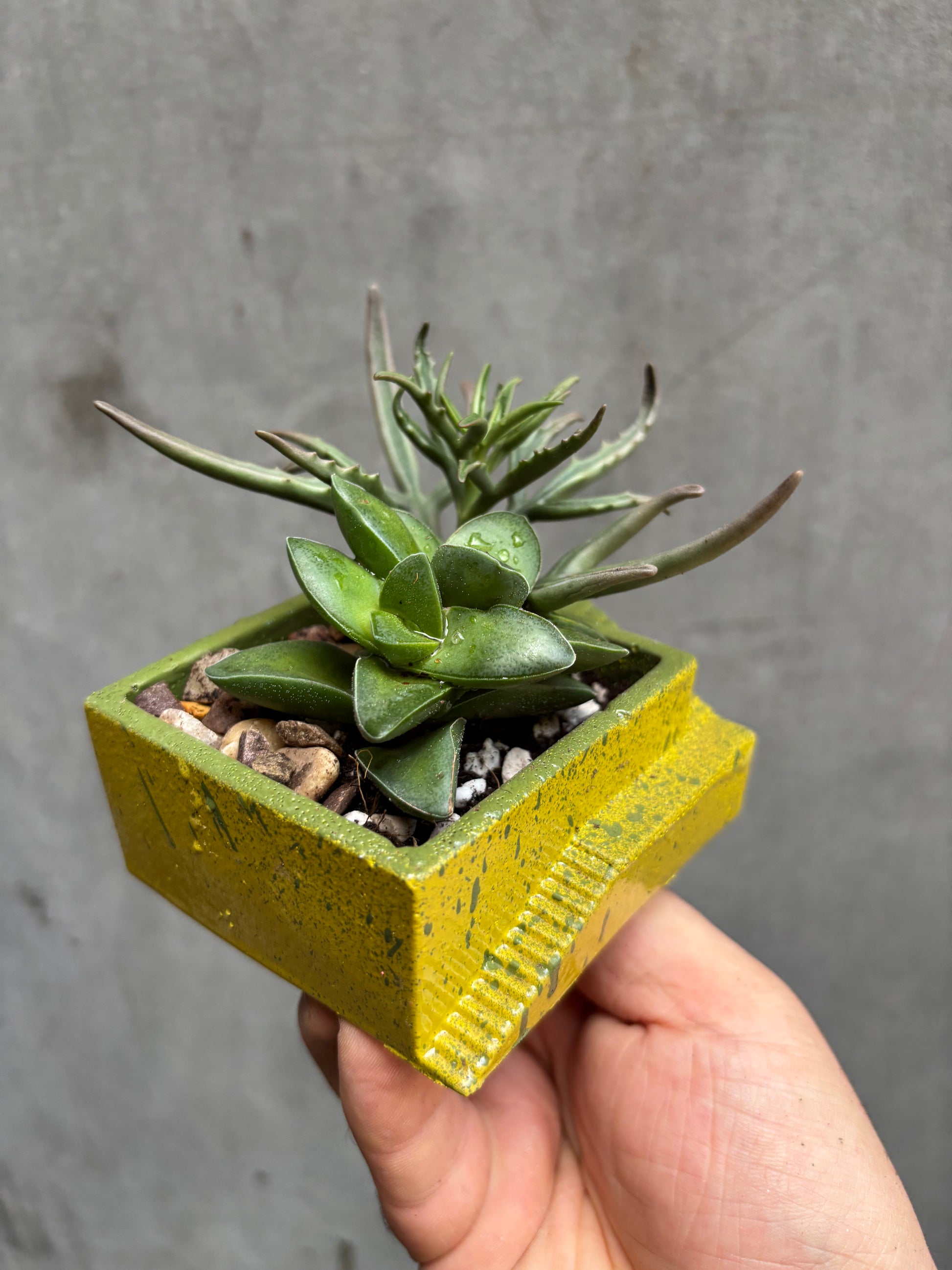 Custom Steps Planter-3