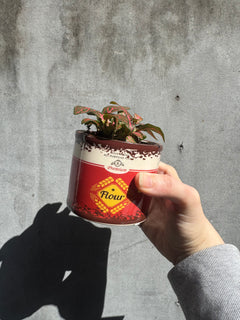 Flour Tin Pot-1