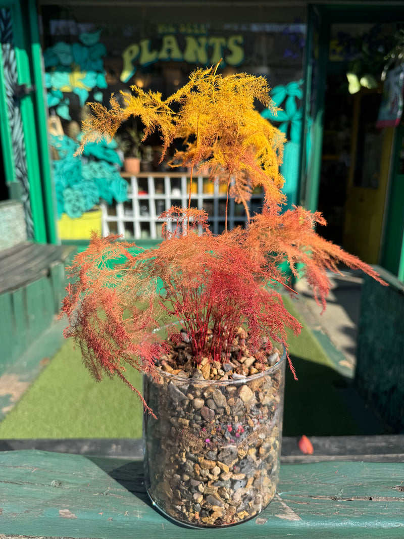Ombre "Ghost Fern" with planter-1
