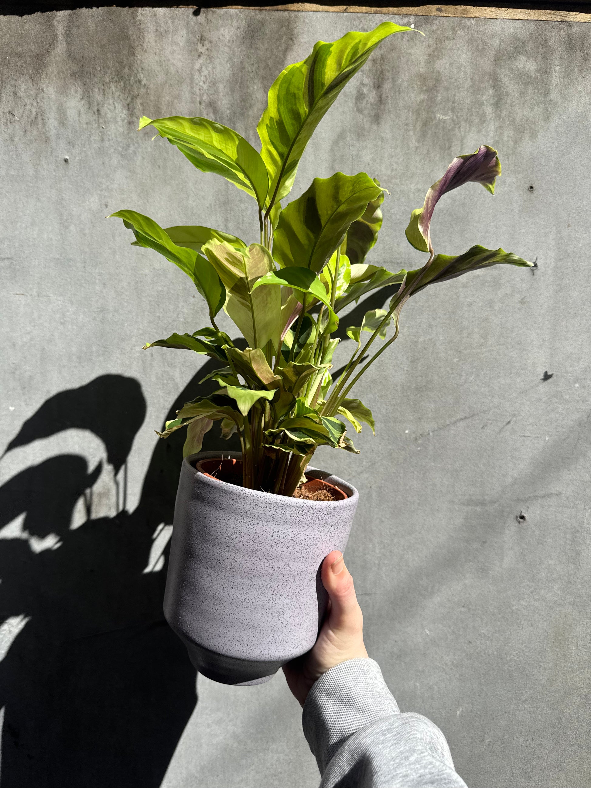 Speckled Orchid Planter-2