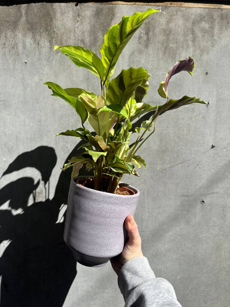 Speckled Orchid Planter-2