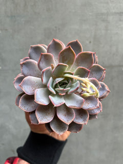 Echeveria-2