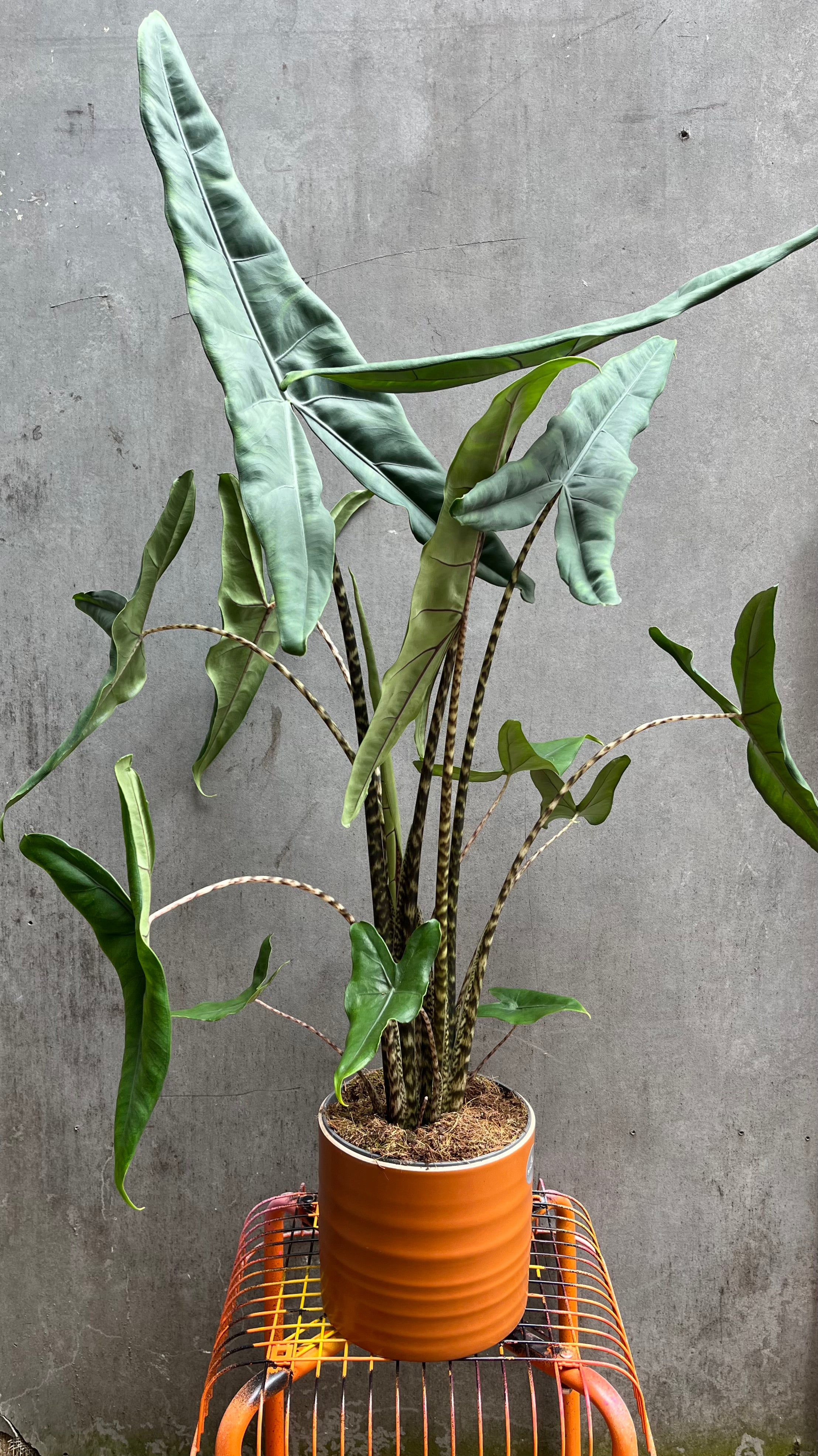 Alocasia Zebrina-5