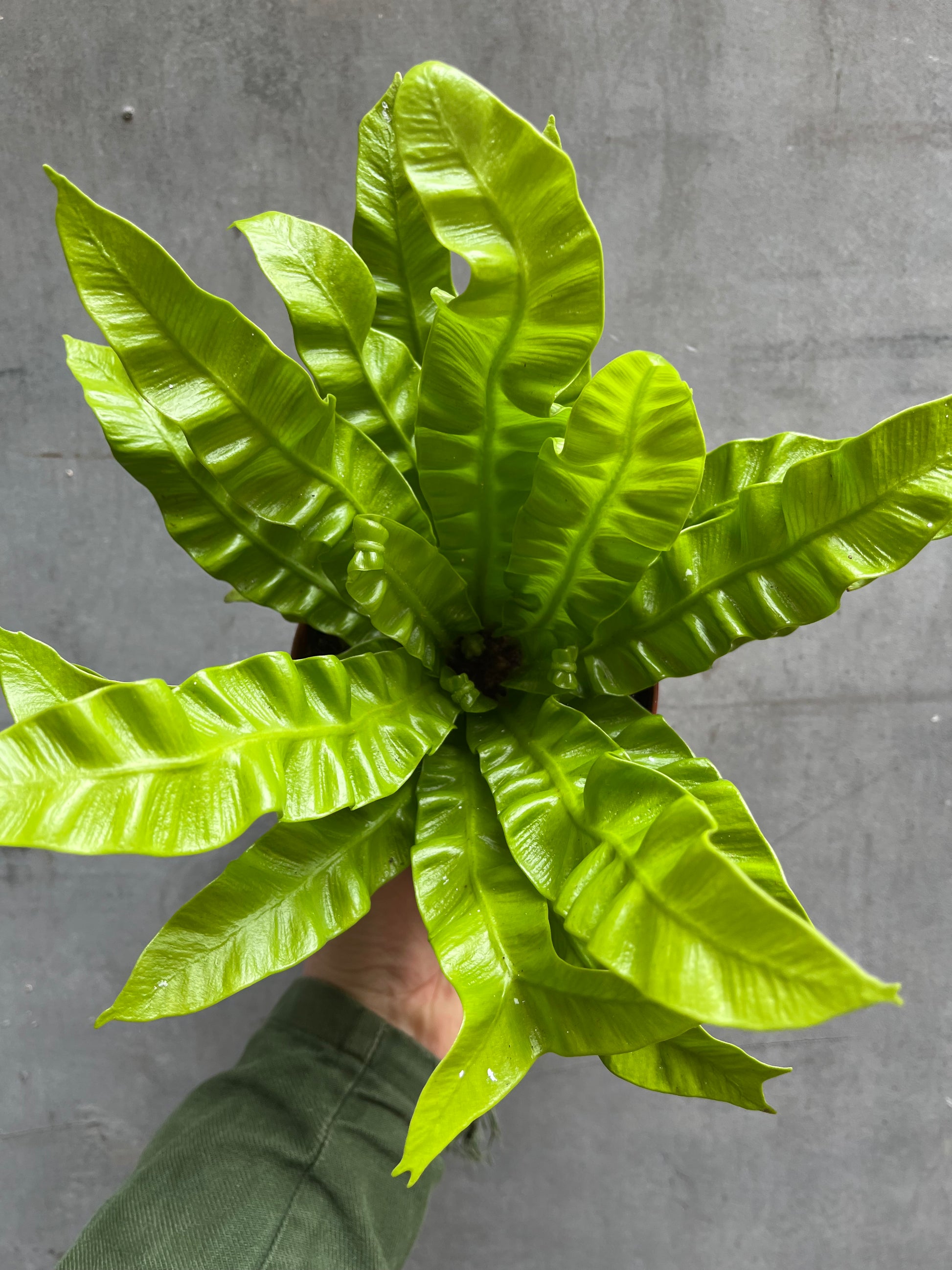 Bird’s Nest Fern-8