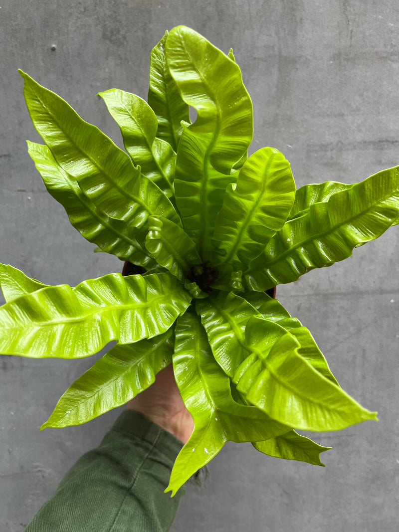 Bird’s Nest Fern-8
