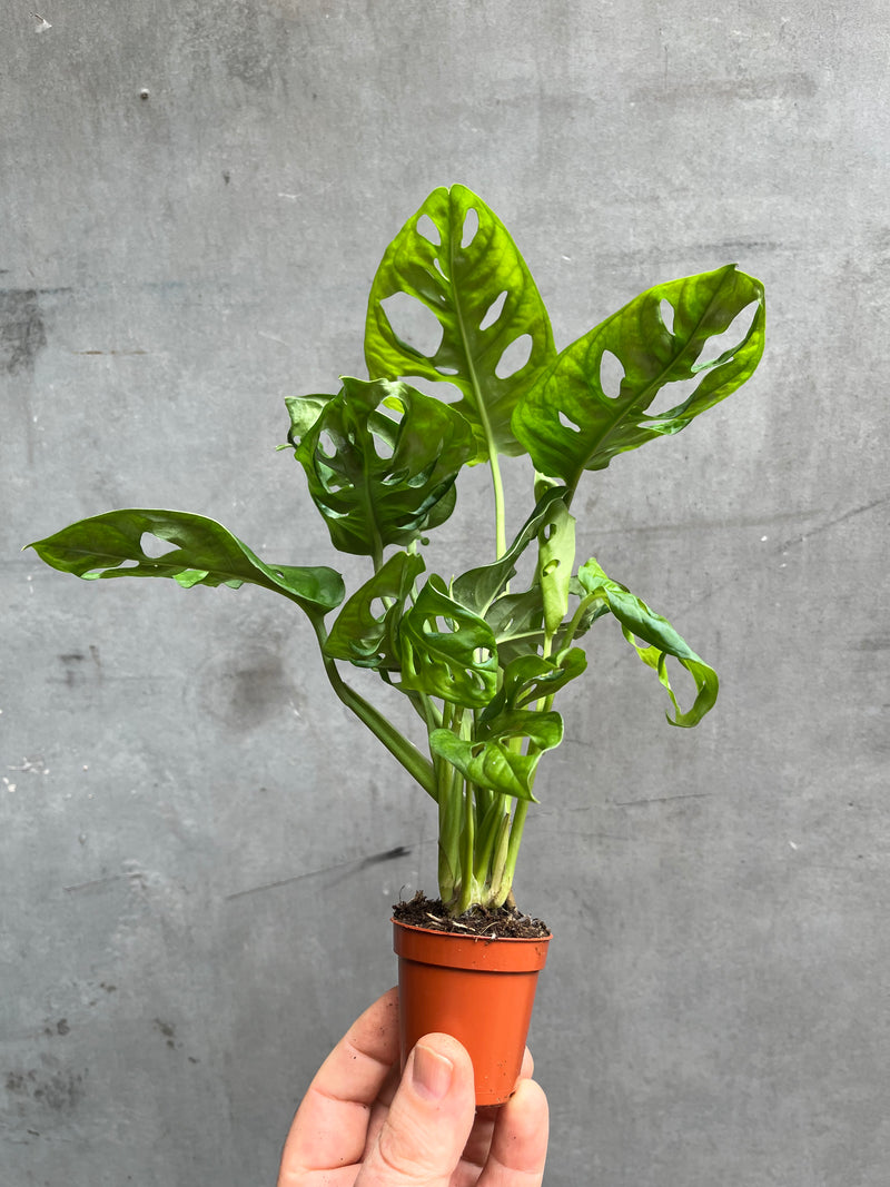Monkey Leaf Monstera-5