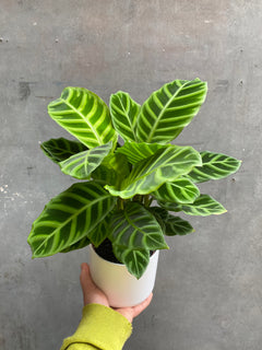 Calathea Zebrina-1