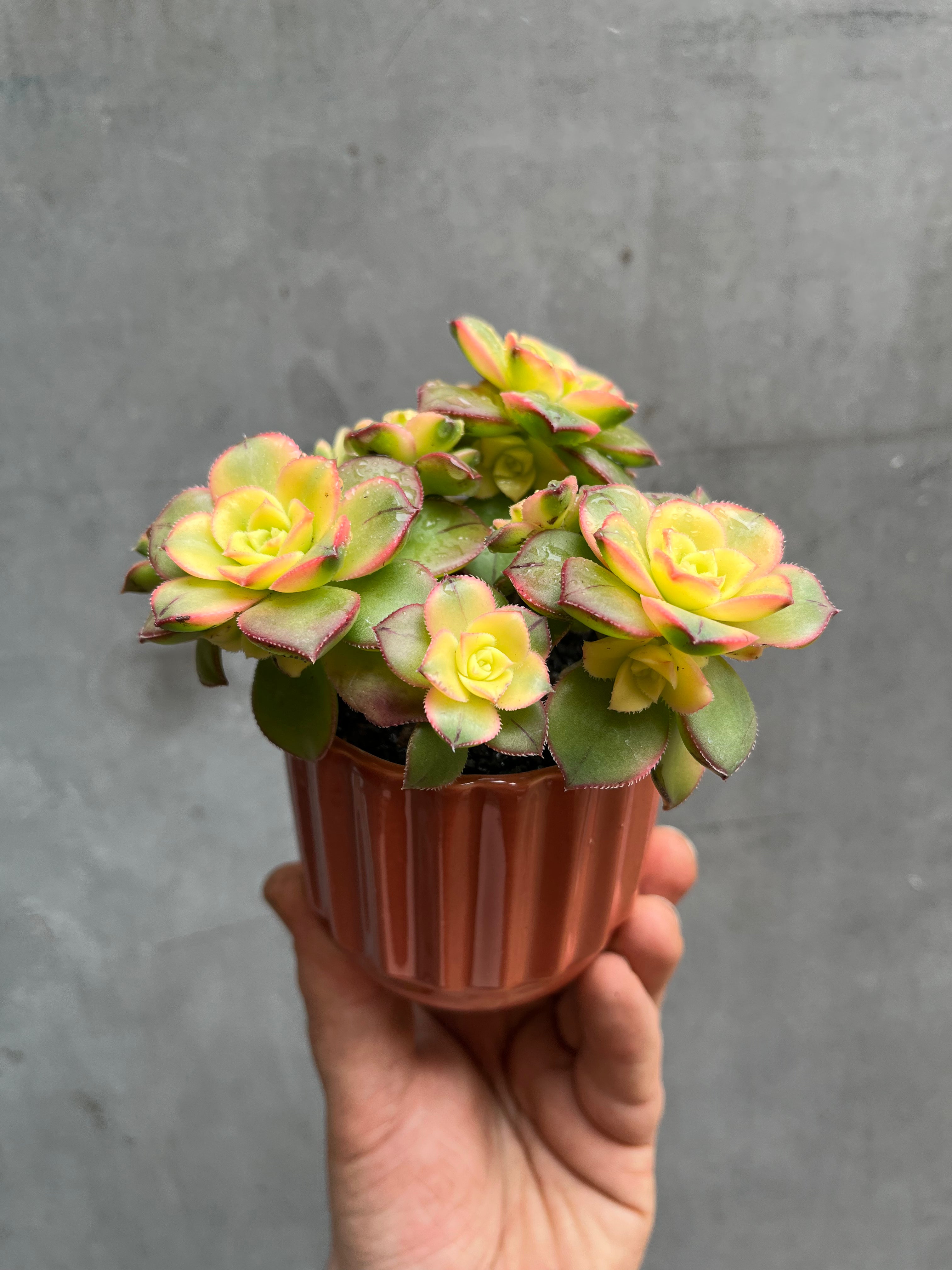 Succulent (Medium)