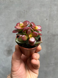 Succulent (Small)-2