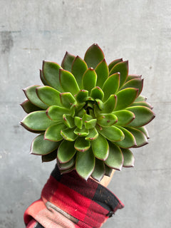 Echeveria-1