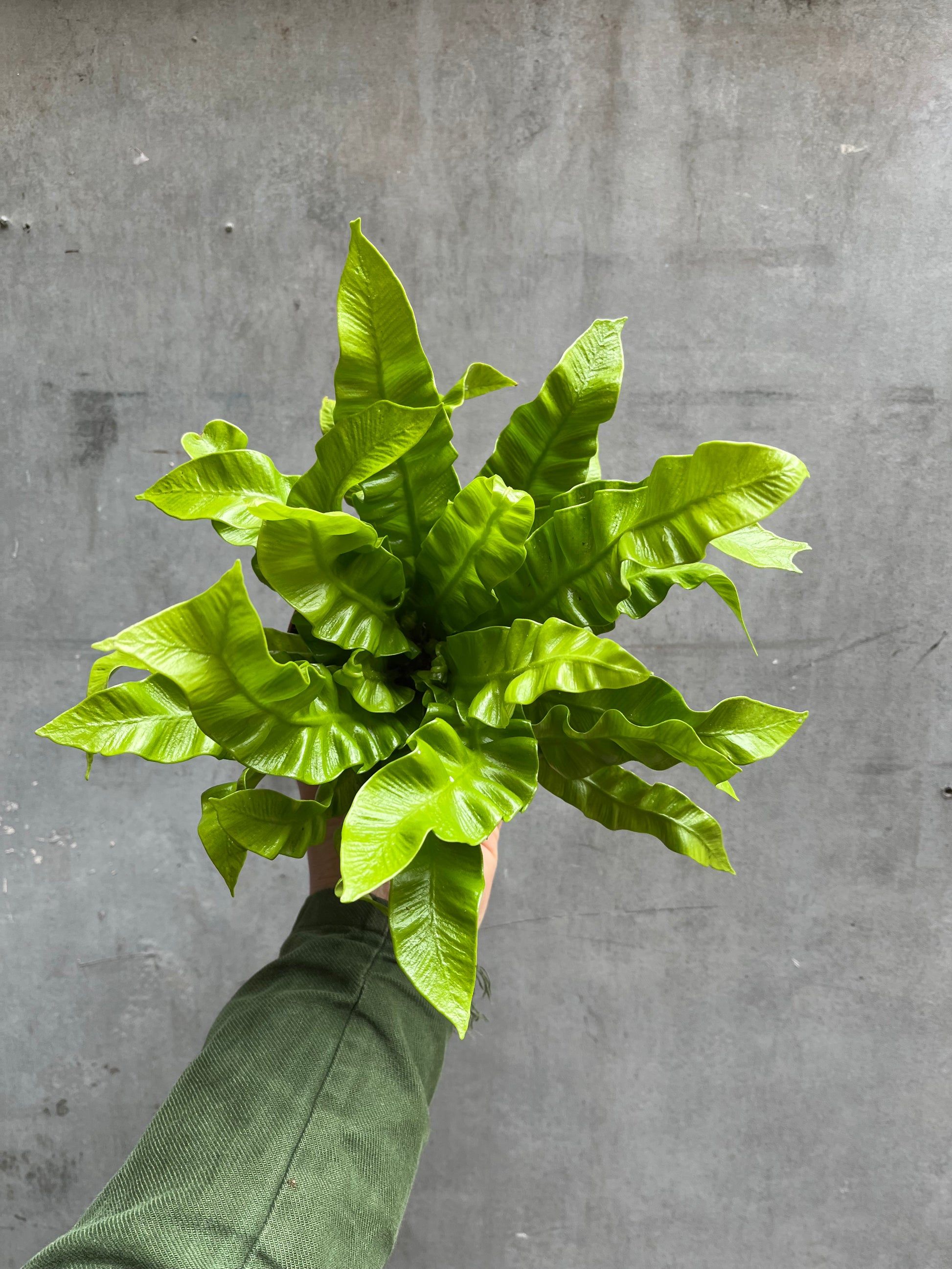 Bird’s Nest Fern-6