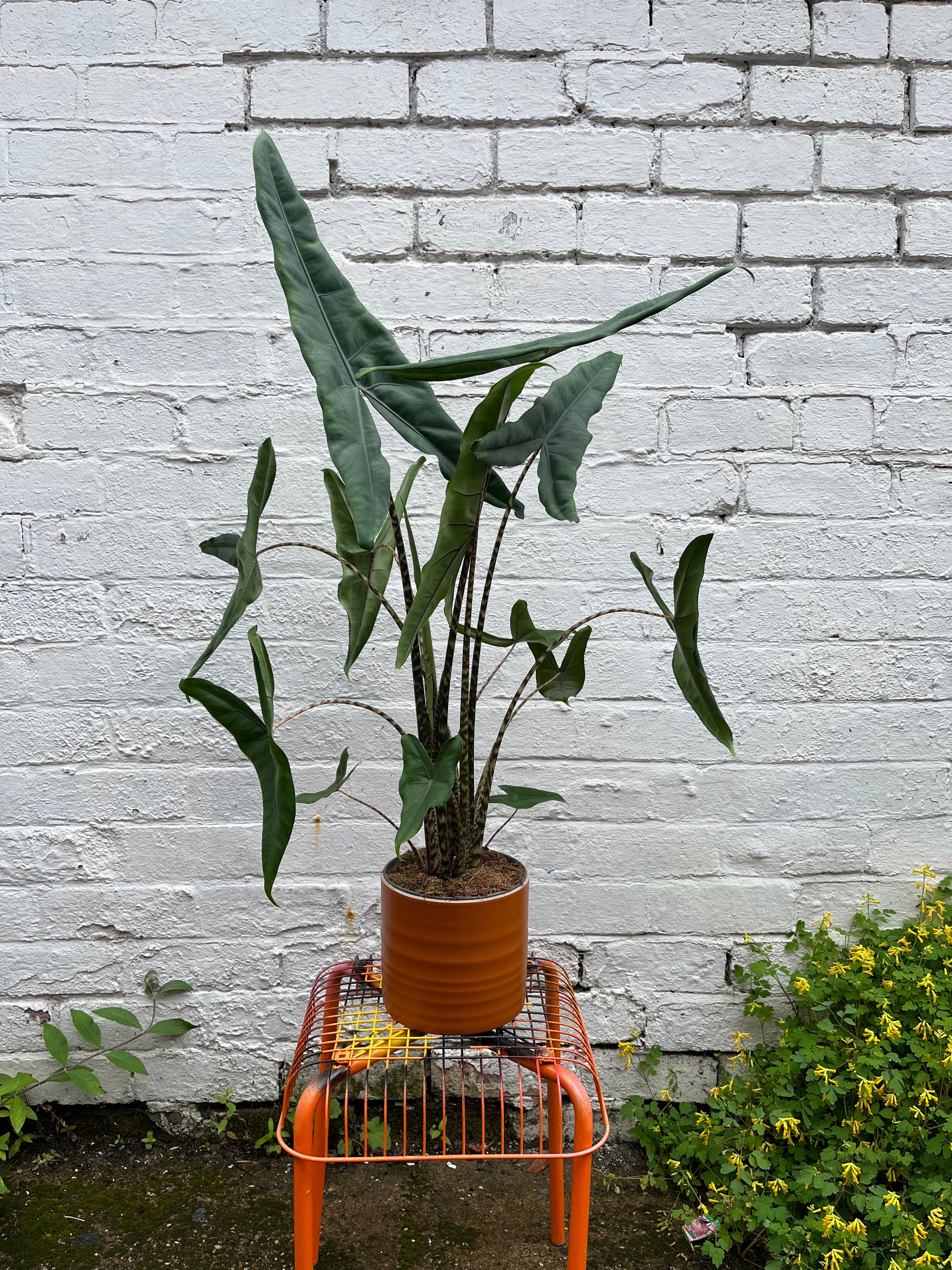Alocasia Zebrina-3
