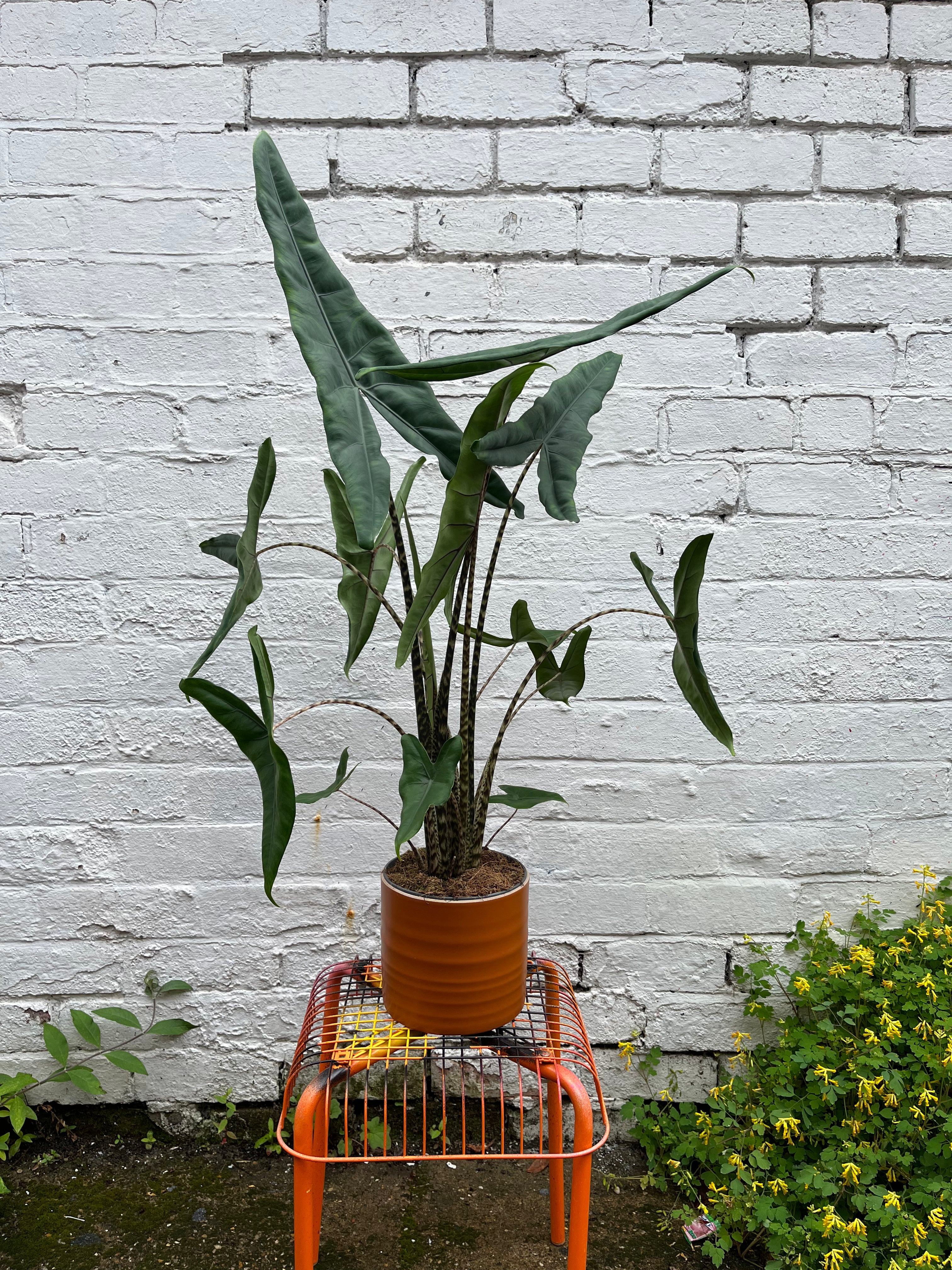 Alocasia Zebrina-3