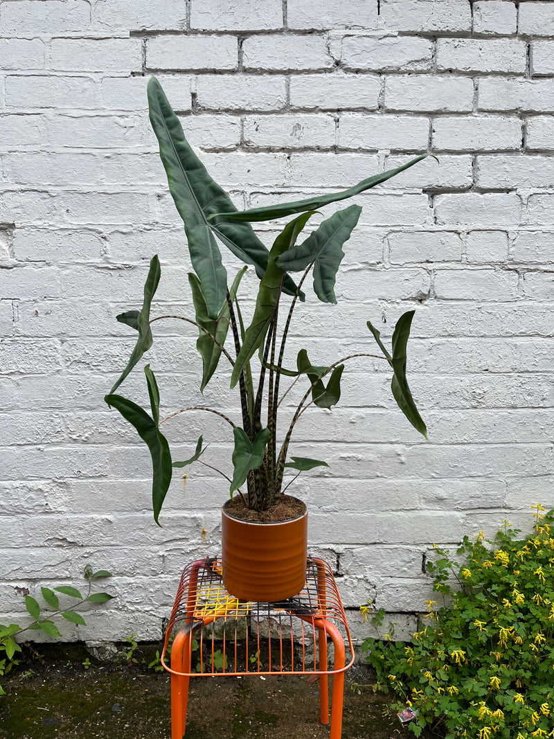Alocasia Zebrina-3