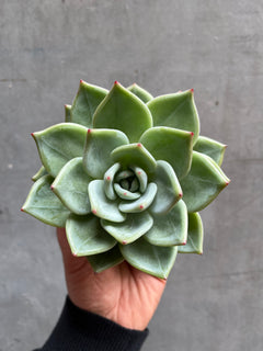 Echeveria-3