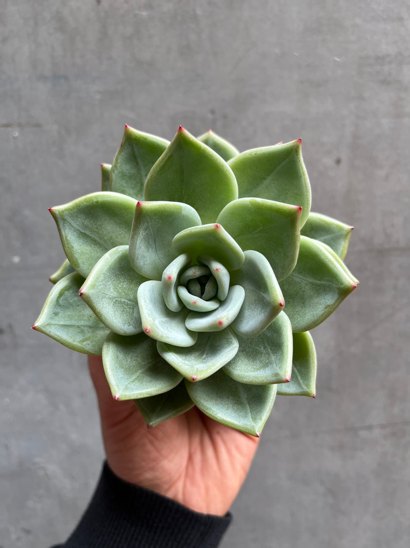 Echeveria-3