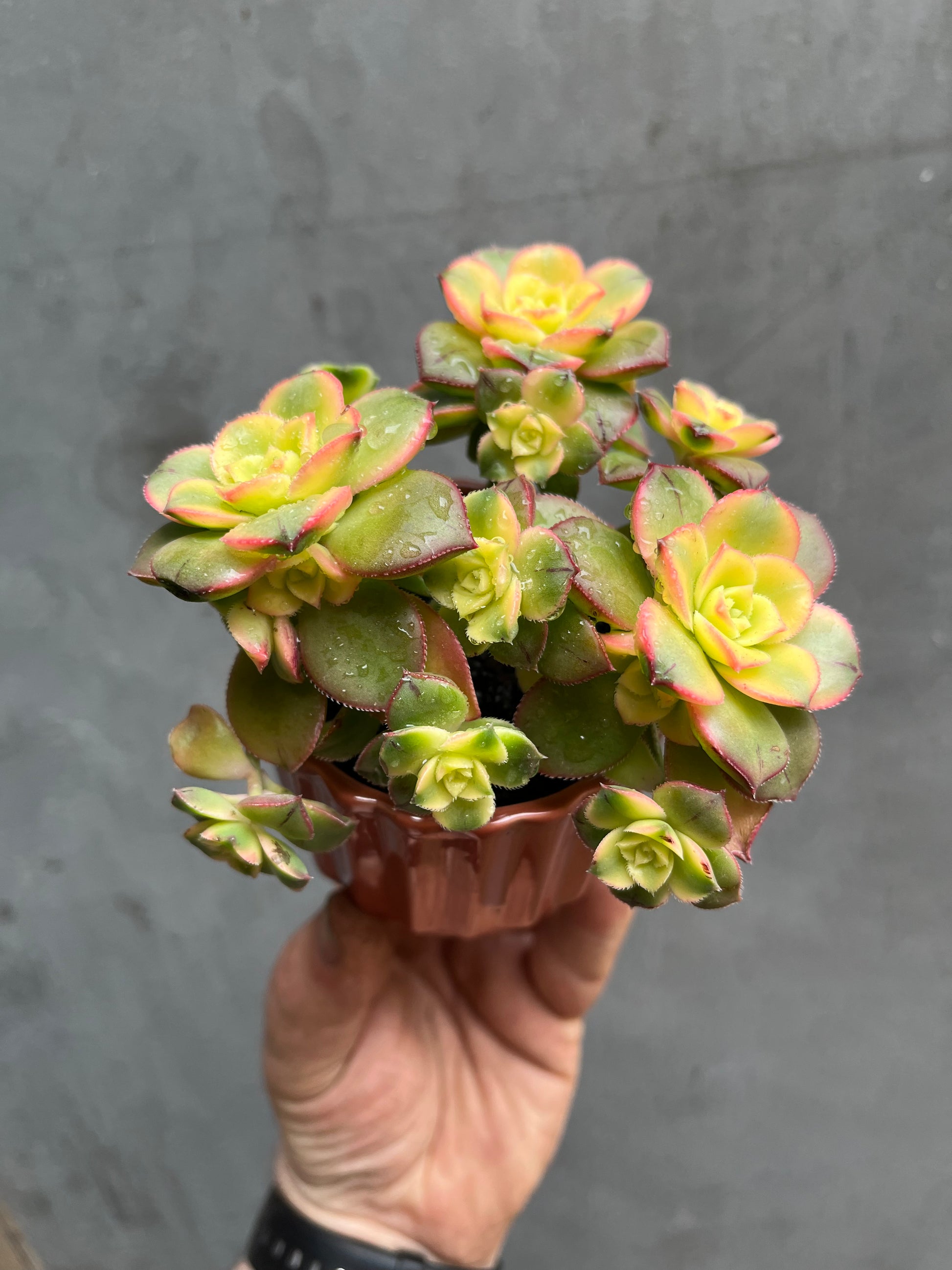 Succulent (Medium)-1