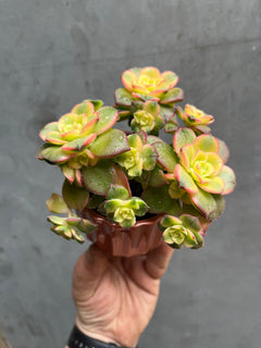 Succulent (Medium)-1
