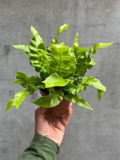 Bird’s Nest Fern-7