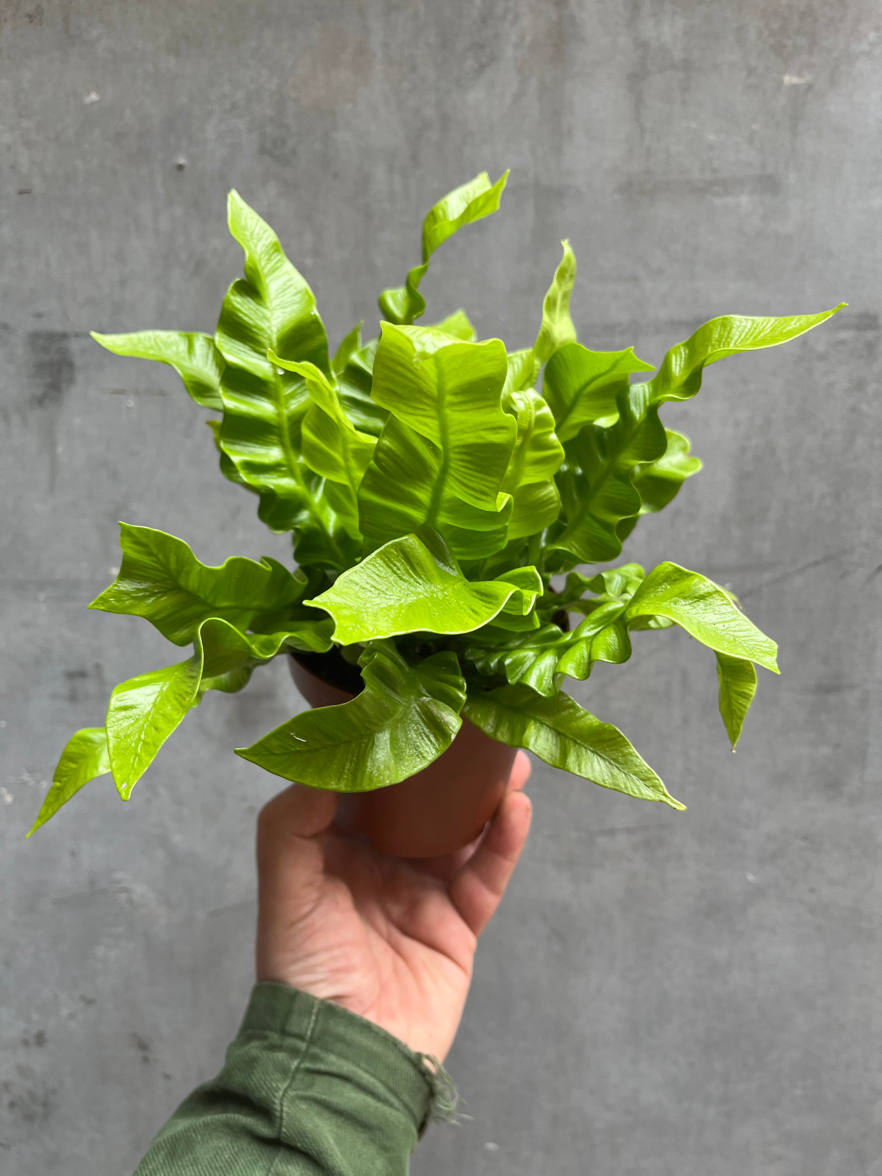 Bird’s Nest Fern-7