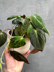 Philodendron Micans