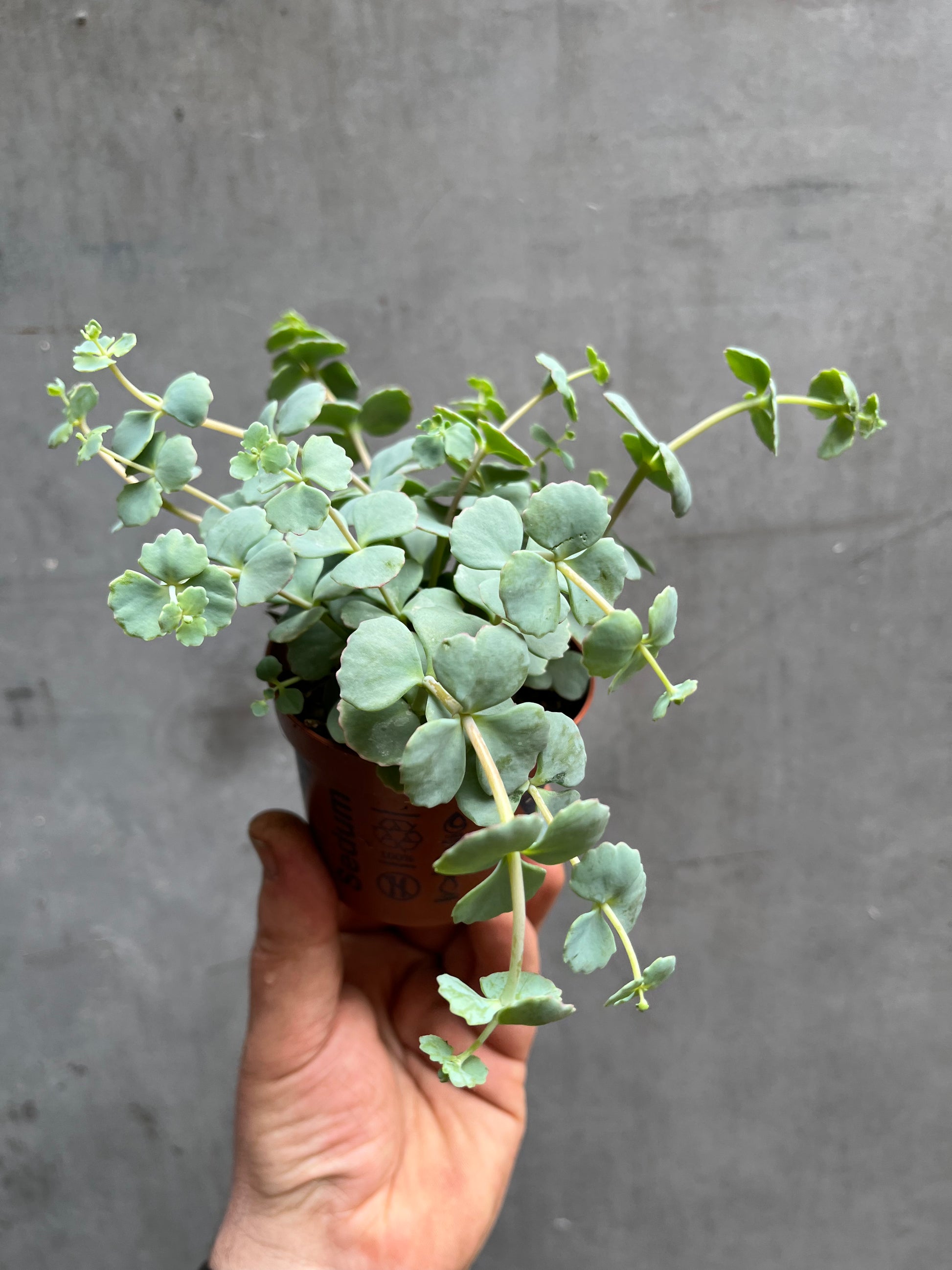 Sedum Plant (aka October plant)-1