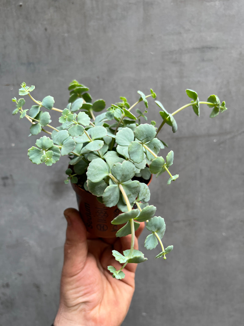 Sedum Plant (aka October plant)-1