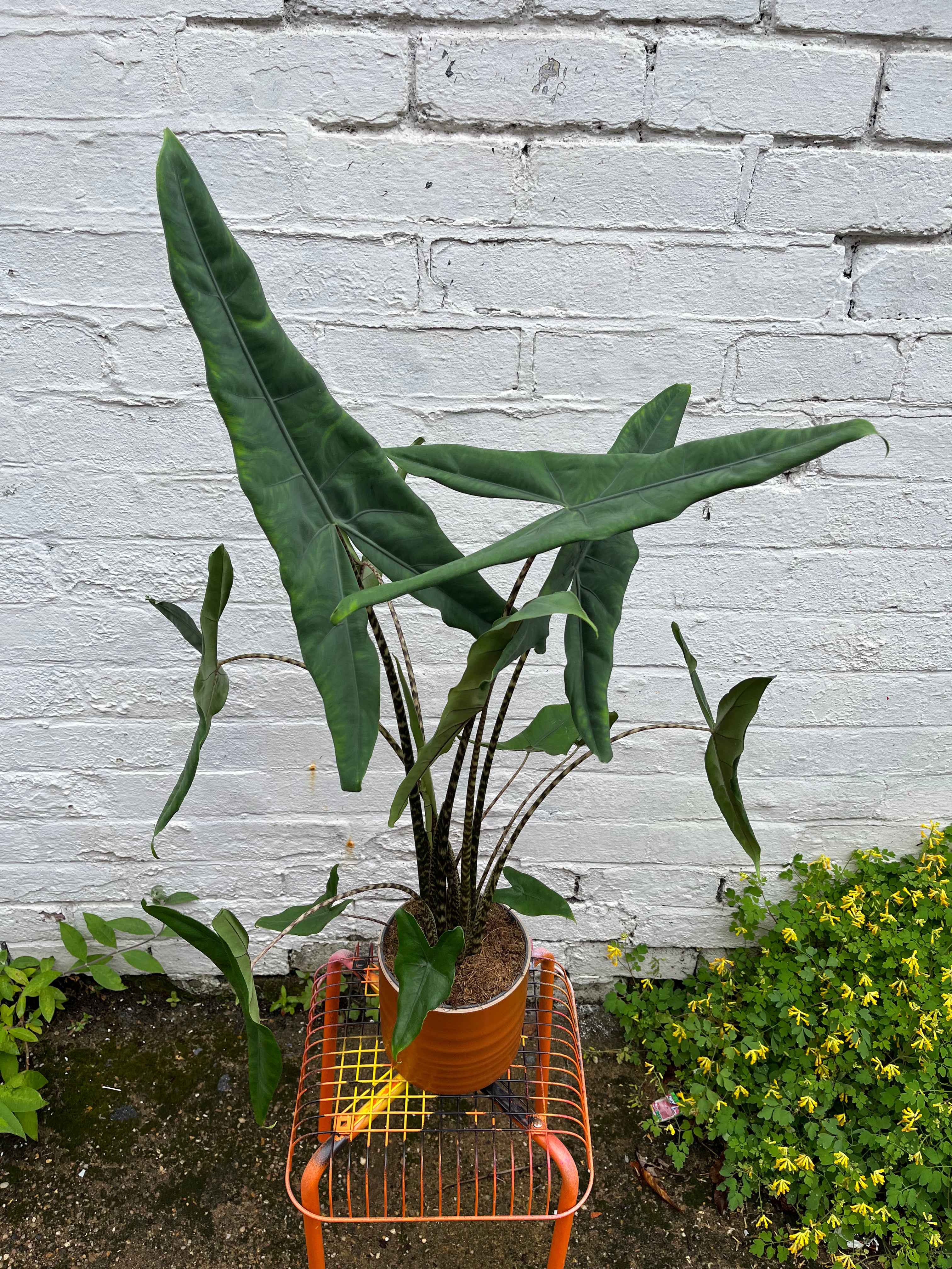 Alocasia Zebrina-4