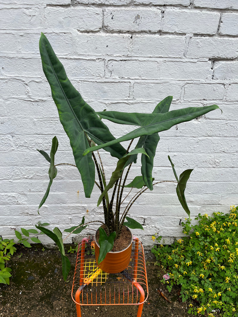Alocasia Zebrina-4